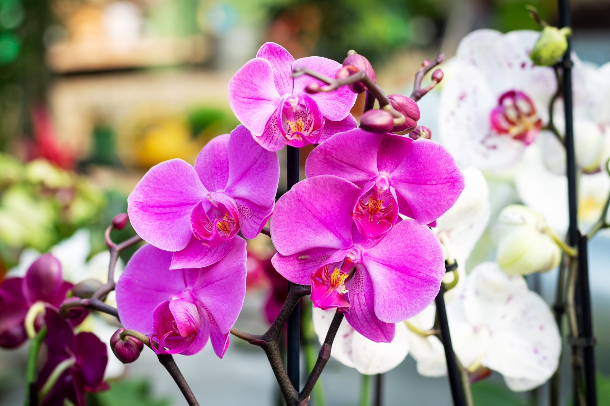 Why EthylBloc™? Protecting Plants and Profits