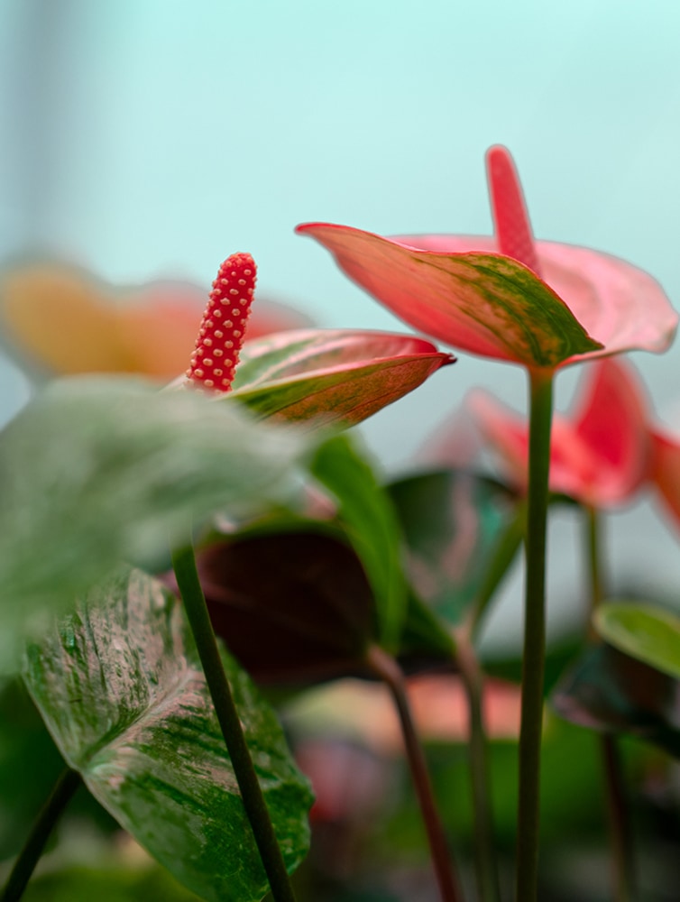 FloraLife® LeafShine