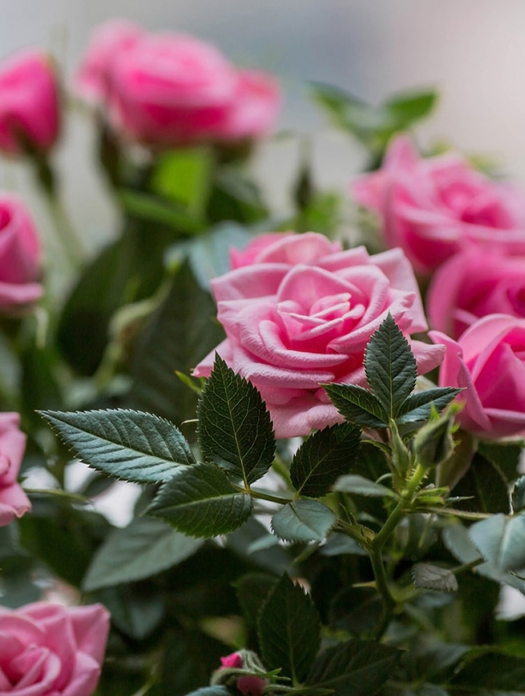 FloraLife® Transport Paper