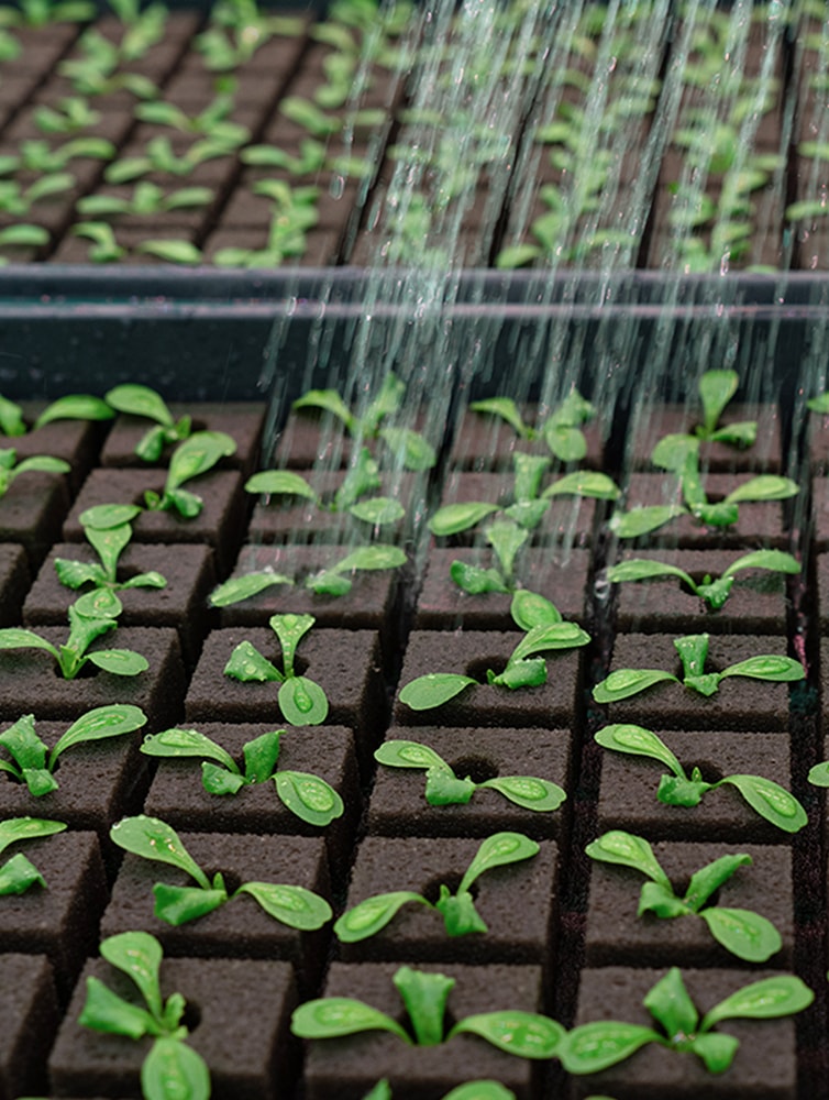 OASIS® Hydroponic Fertilizer 16-4-17