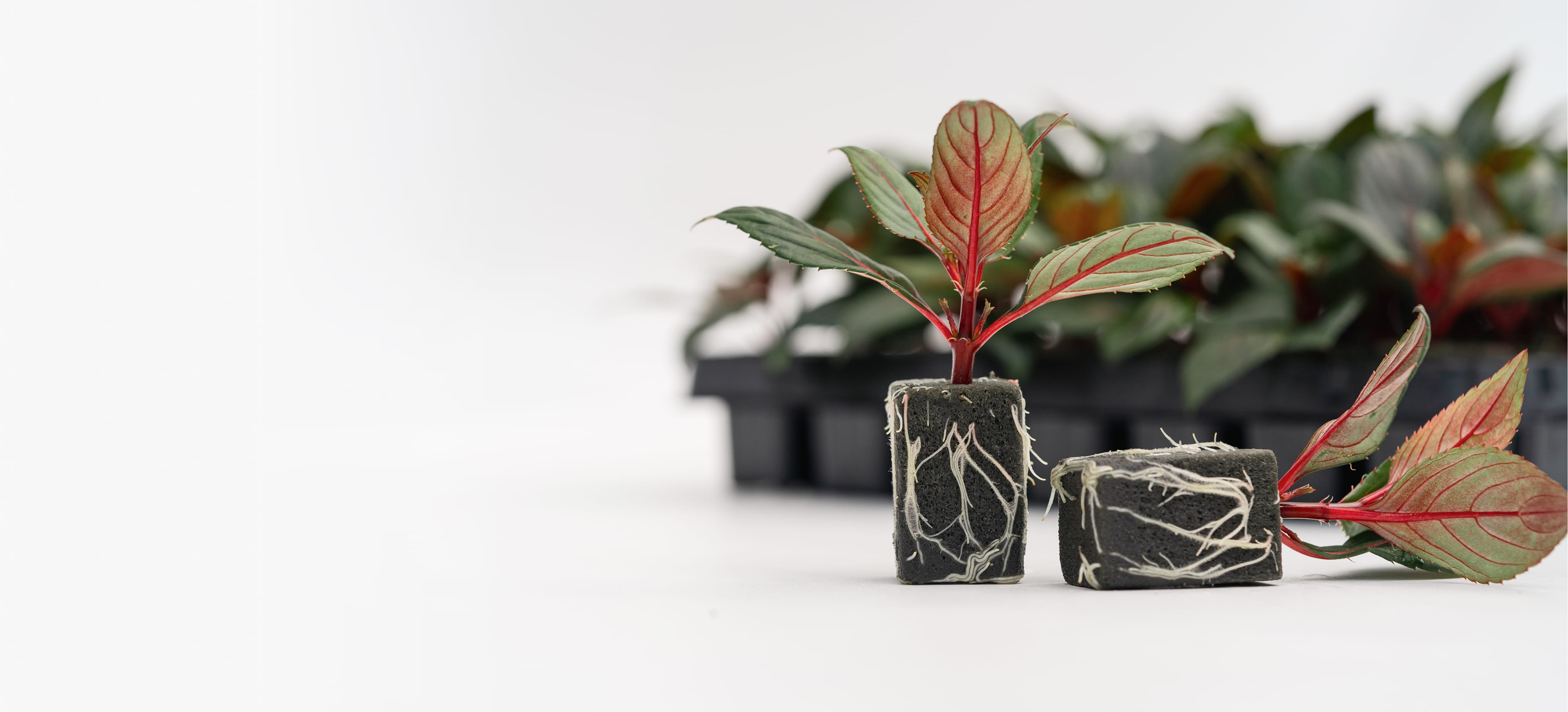 RhizoPlugTray-Header-4a