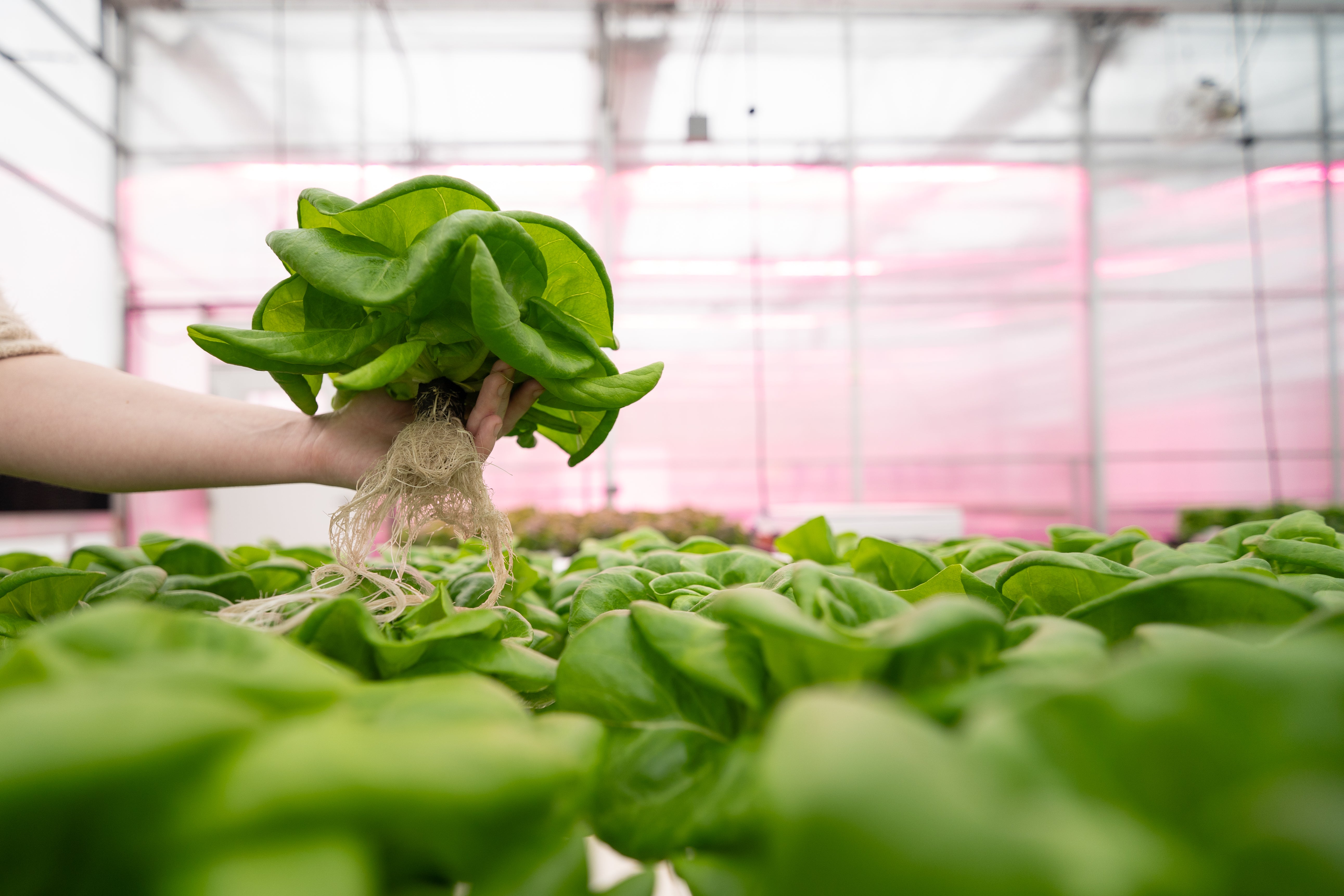 Oasis Grower Solutions to launch new OASIS® AeroSelect™ precision hydroponic substrate at Indoor Ag-Con