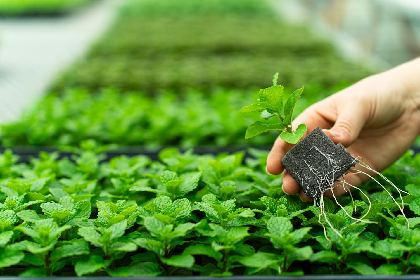 Oasis Grower Solutions Introduces OASIS® RhizoPlug™ Sheet Precision Propagation Media