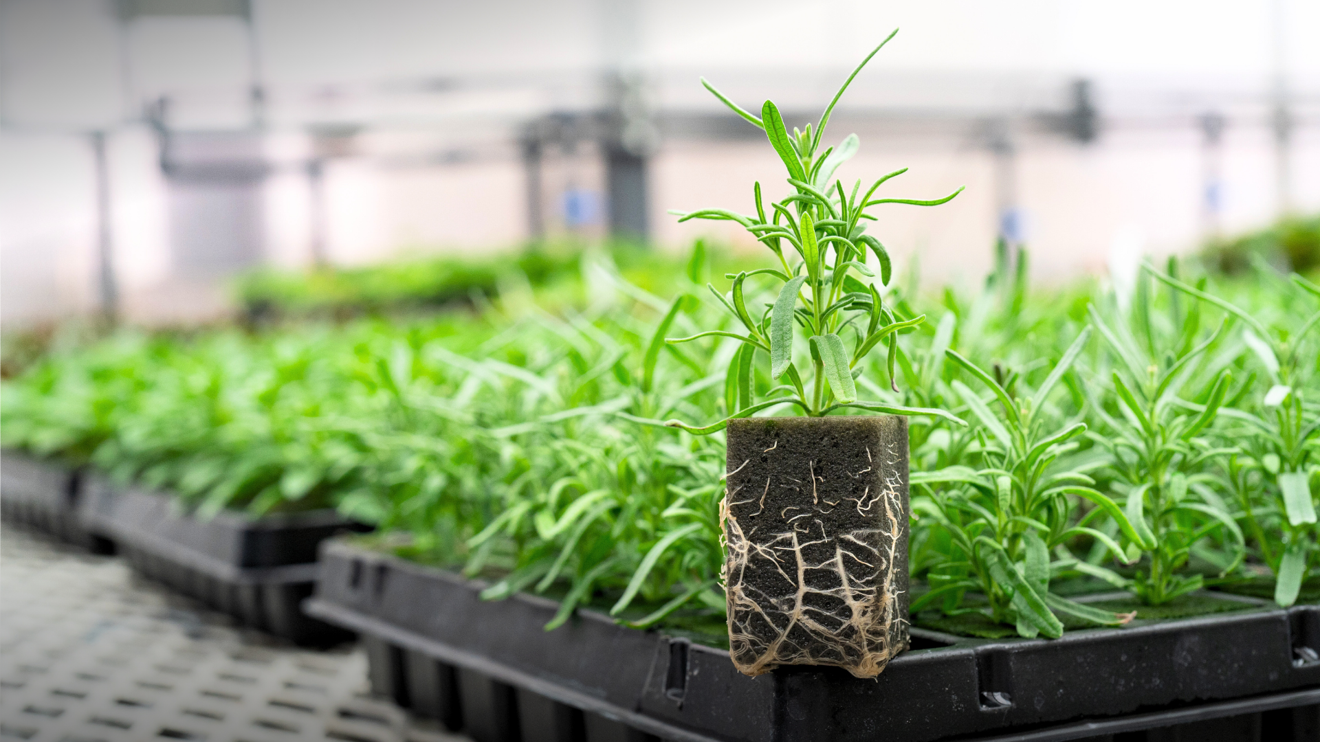Propagating Innovation for 55 Years