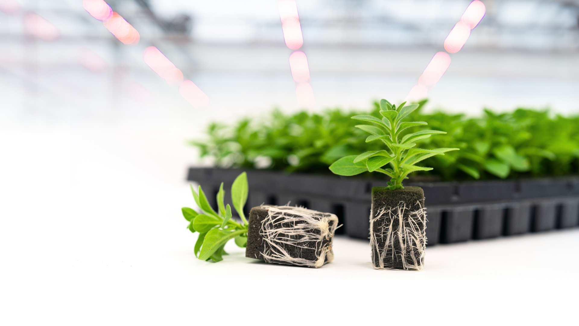 Step Up to the Ultimate Propagation Experience