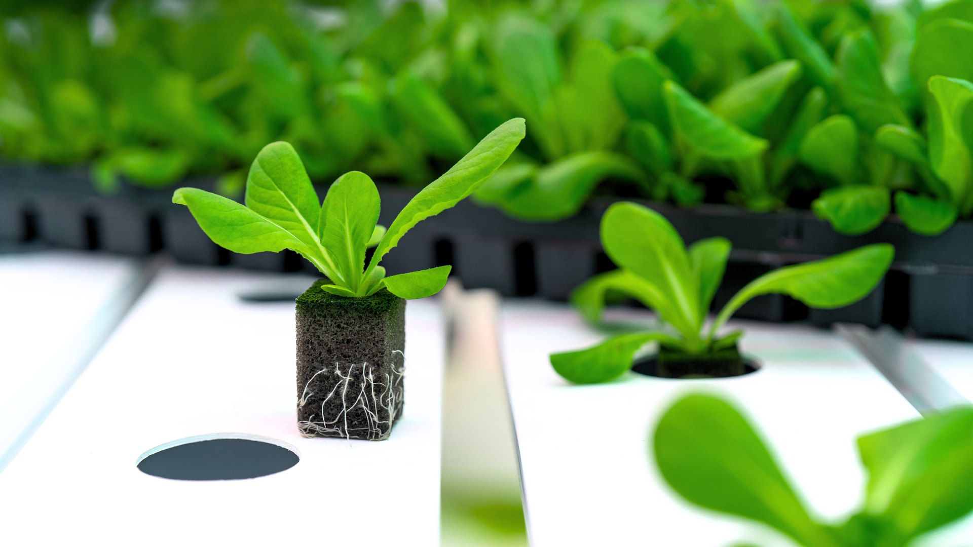Reach Higher. OASIS® AeroSubstrates™ Are Here