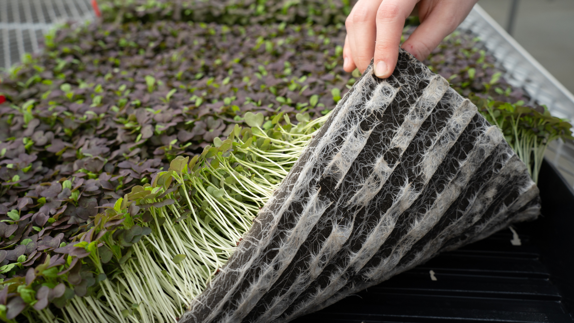Microgreens. Fast, Simple and Super Clean.