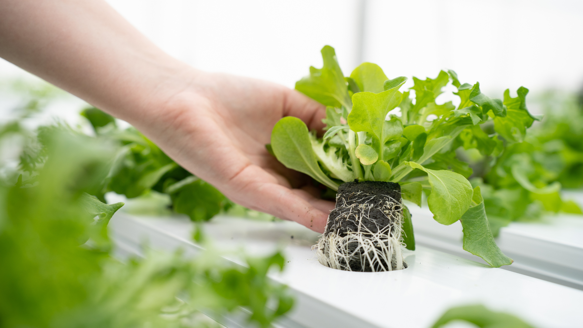 Sustainability and Engineered Foam Substrates