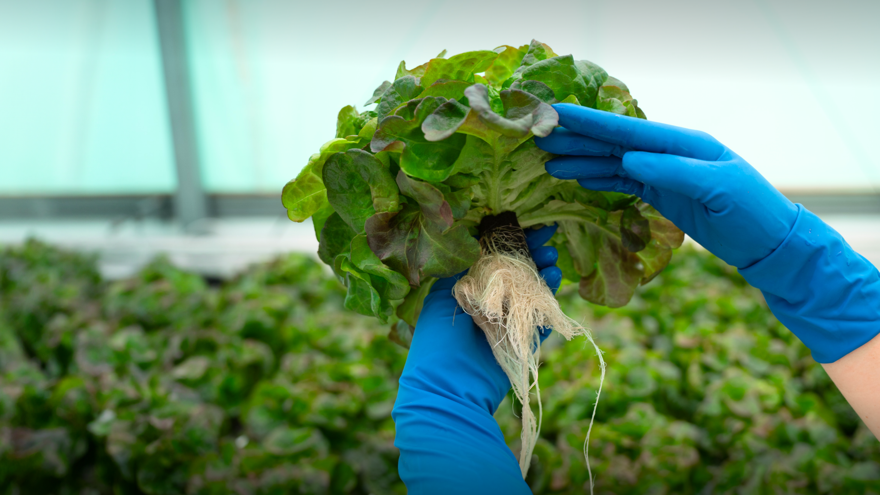 Oasis Grower Solutions Releases Cradle-to-Grave Carbon Footprint Assessment of OASIS® AeroMax™ Engineered Foam Substrate
