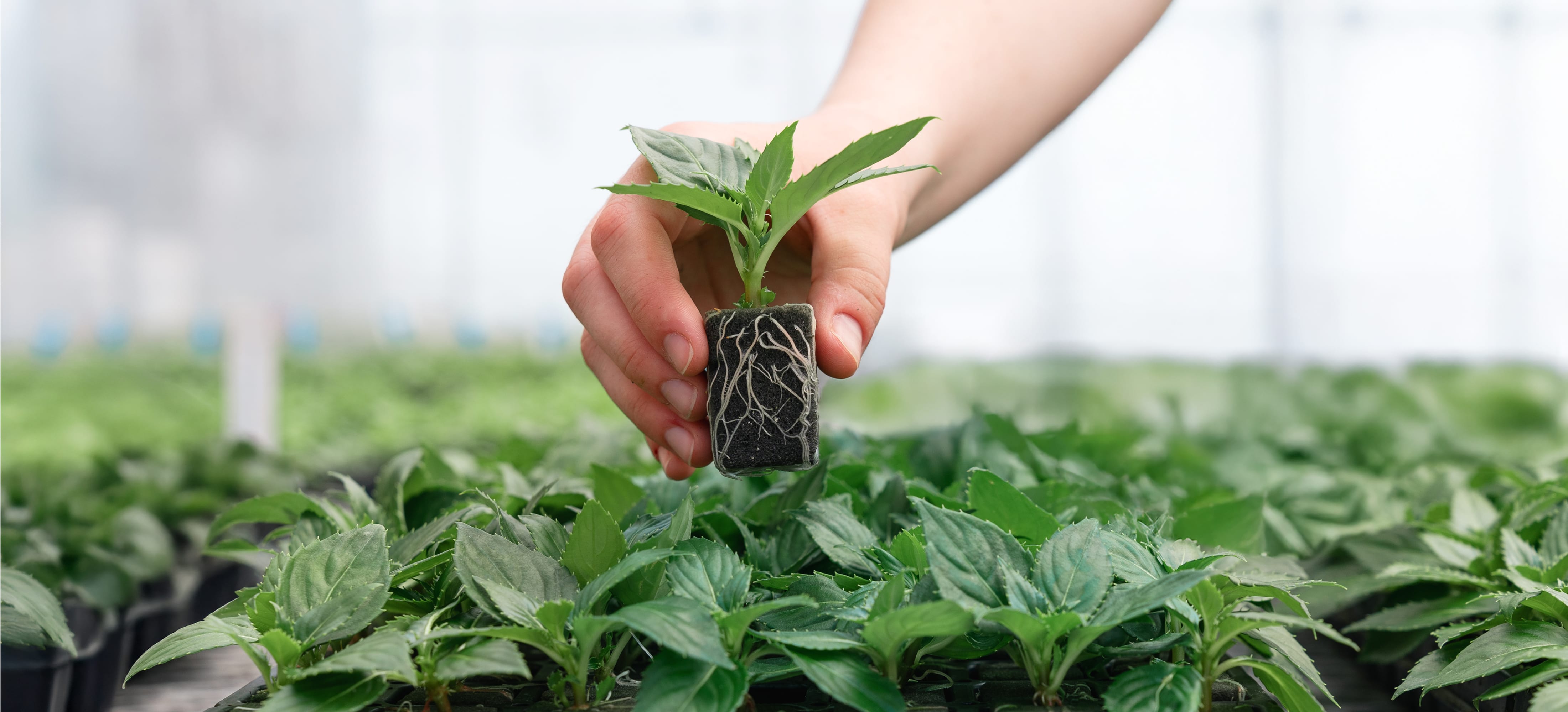 OASIS® RhizoPlug™ Substrates