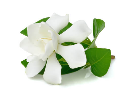 FloraLife® Strip-IT® Cleaner