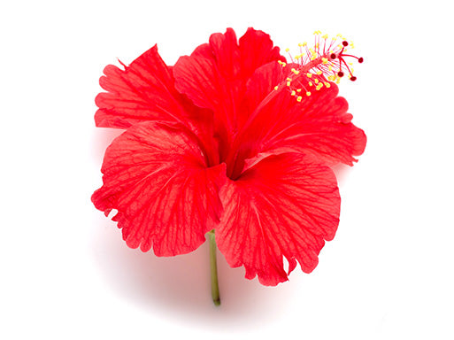 OASIS® ROOTCUBES®
