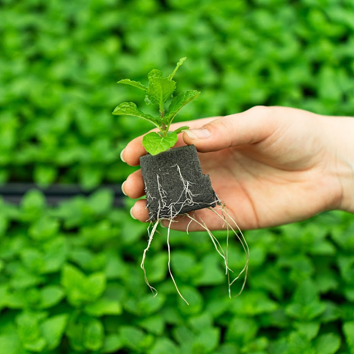 OASIS® RhizoPlug™ Sheet Propagation Kit