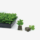 OASIS® RhizoPlug™ Sheet Propagation Kit