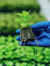OASIS® RhizoPlug™ Sheet