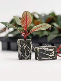 OASIS® RhizoPlug™ Tray