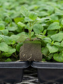 OASIS® Rootcubes®